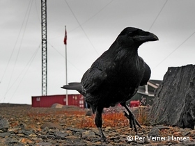 Naerkontakt af 3 grad